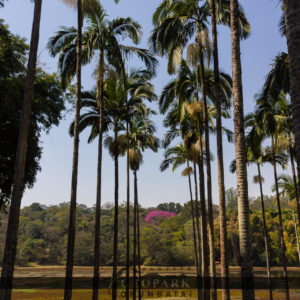 Lago na Floresta Navarro de Andrade (FEENA), localizada no município de Rio Claro - SP. Foto: Kolya AA, 2017